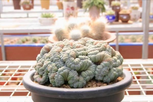 九種多肉,醜得不想看第二眼,越醜價格還越貴 九種多肉,醜得不想看第二眼,越醜價格還越貴