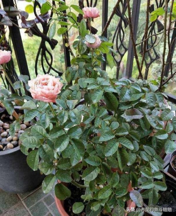 想養好月季,澆水至關重要,做好了就可以四季開花不間斷 想養好月季,澆水至關重要,做好了就可以四季開花不間斷