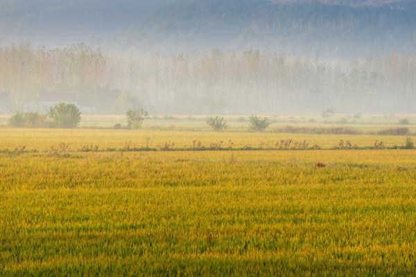 深秋,鄉村晨霧 深秋,鄉村晨霧