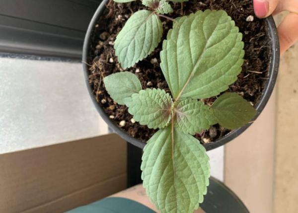 這3種常見植物最懂得“感恩”，人養著它，它則守護著主人的健康