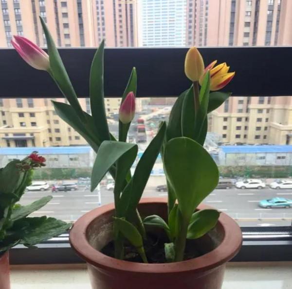 堪稱“養花利器”的黃豆該怎麼用？2種技巧，任你選擇