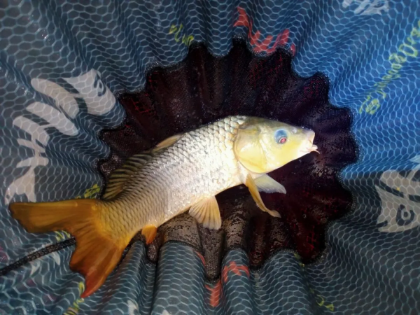 浮水顆粒——拿魚說話