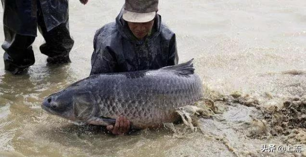 釣到死魚，究竟嚇死了多少釣吧老哥？