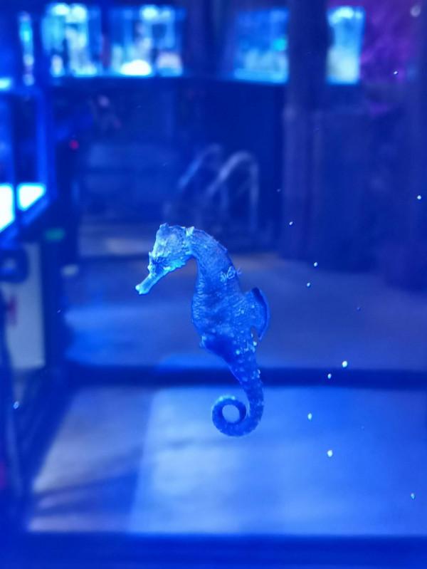 企鵝、狼、雪貂、雪狐、白孔雀等