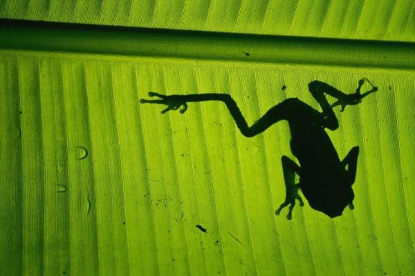 瀕危動物 的攝影 瀕危動物 的攝影