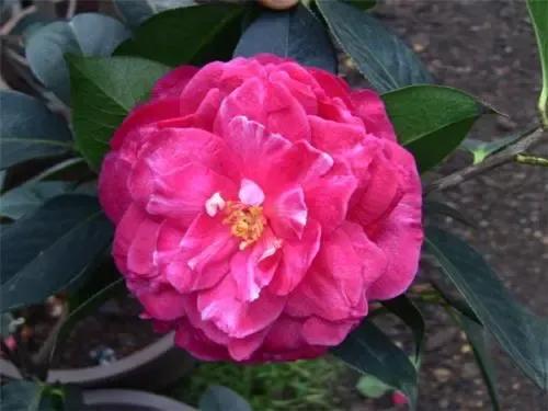 歷經太多的凌厲滄桑,內心依然嚮往溫暖且平安喜樂的模樣 歷經太多的凌厲滄桑,內心依然嚮往溫暖且平安喜樂的模樣