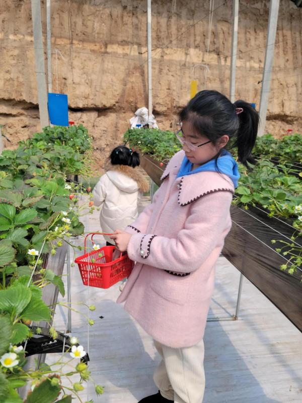 信都區李村鎮樂豐草莓採摘園叫人愛