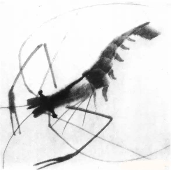 何雲偉畫了2個蝦，售價5000元，而齊白石畫蝦卻賣了上億