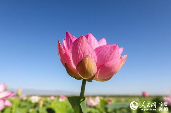 寧夏沙湖萬畝荷花競相開放