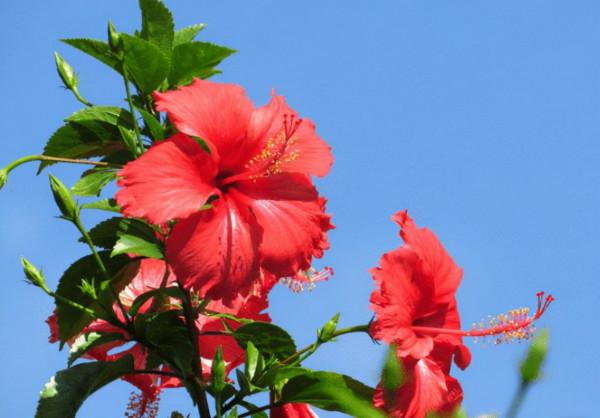 5種花好多人都喜歡養，雖然一朵花只開一天，但是花期長花量大