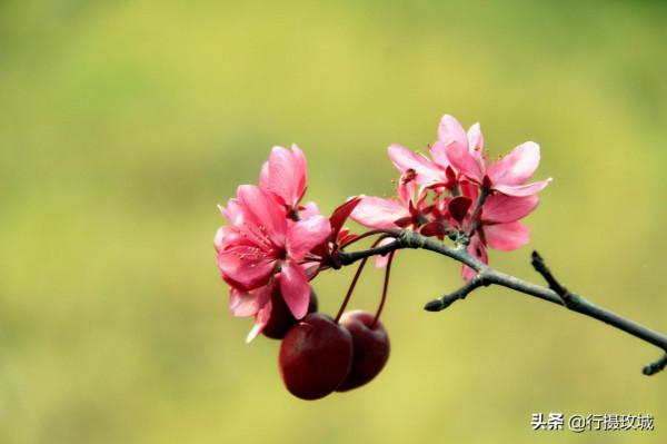 花果相擁迎冬雪,山東黃河玫瑰湖國家溼地公園現奇觀 花果相擁迎冬雪,山東黃河玫瑰湖國家溼地公園現奇觀