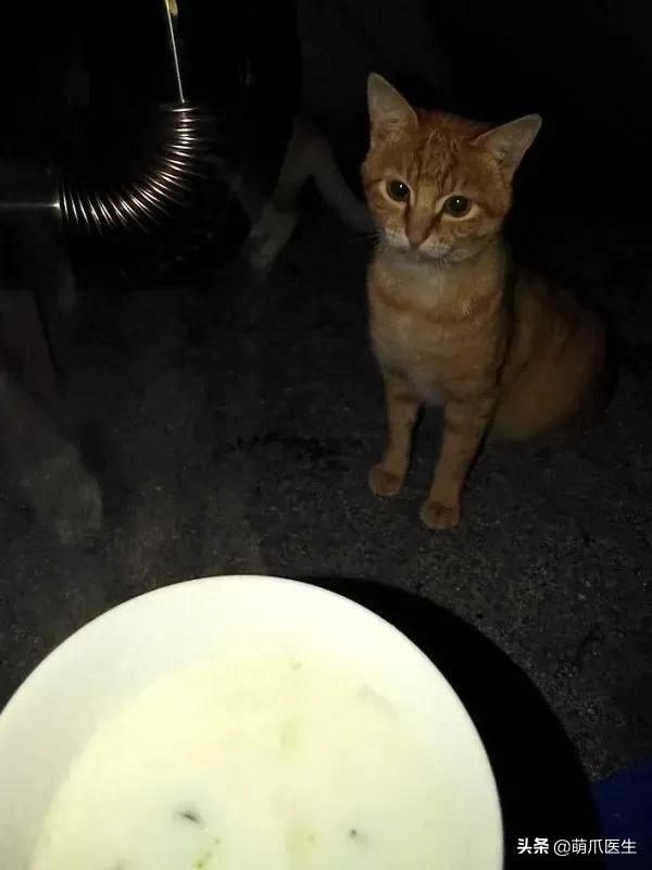 當社交NB症小貓咪進家後…主人：我造了什麼孽啊