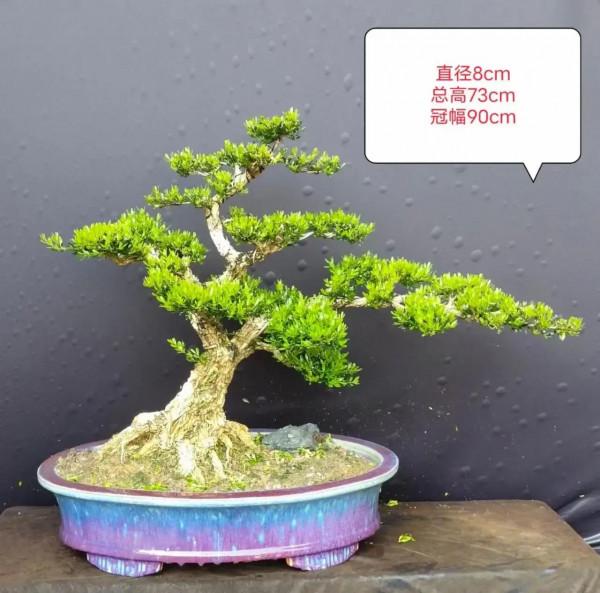 庭院鎮宅樹怎麼選？今天它來了