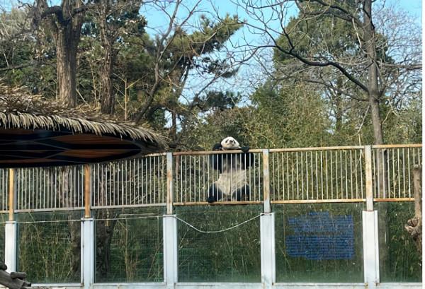 一大熊貓“越獄”後被食物引誘回去 飼養員對其進行“批評教育”