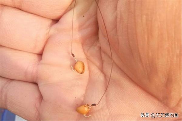 秋分過後釣鯽魚，餌料彆著急加腥，用這些素餌，釣到鯽魚全是大的