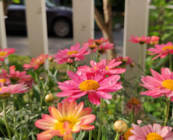 密密麻麻的花,一開花就“剎不住車”,這樣的陽臺誰不喜歡 密密麻麻的花,一開花就“剎不住車”,這樣的陽臺誰不喜歡