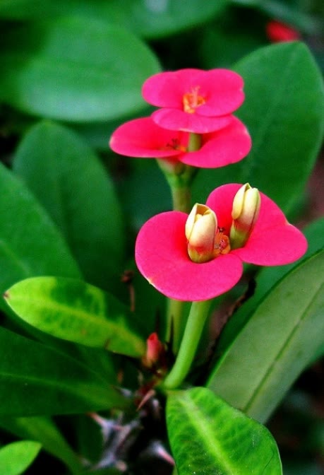 秋分過後,適合養這八種花,不怕冷,開花美,過年都有花賞 秋分過後,適合養這八種花,不怕冷,開花美,過年都有花賞