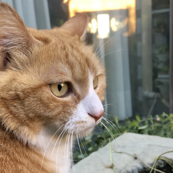 聽說我沒有脖子? 聽說我沒有脖子?