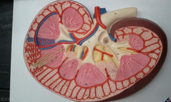 慢性腎炎患者做好生活中的4件事，可以幫你穩定病情