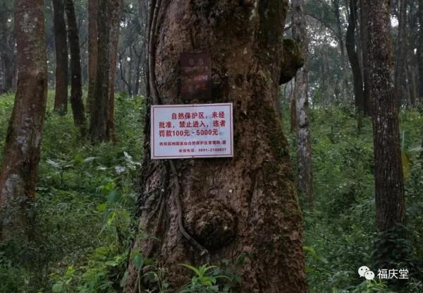 古茶高階品質的形成鳳凰窩(易武古茶樹) 古茶高階品質的形成鳳凰窩(易武古茶樹)