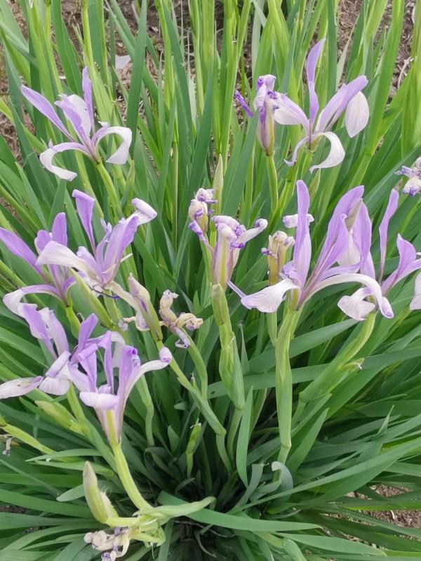 溼地盛開的燕子花