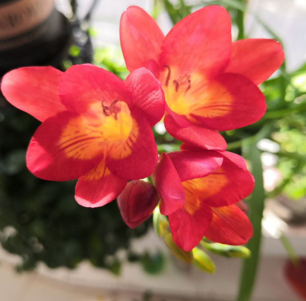 香雪蘭光長葉不開花，主要是4點沒做好，先端出去猛曬