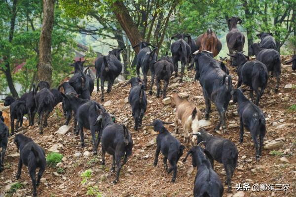 山區農民用衛星定位器放牧，讓羊自己上山自己回欄，太先進了