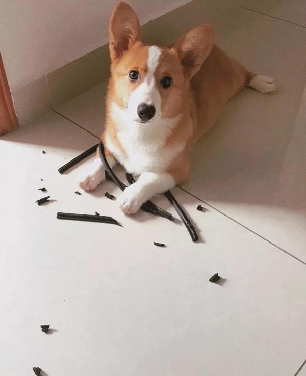 叮咚！療愈天使爆米花閃亮登場