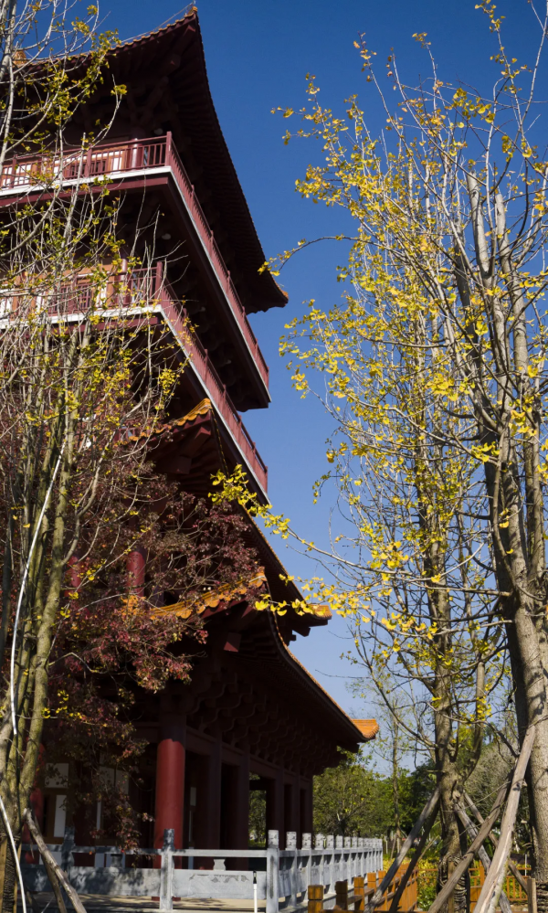 元旦帶上家人跟鐘山這位新晉“網紅”合個影吧！