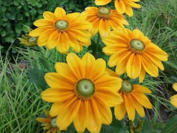 【FENG聞】創森 | 誰說夏天沒有花 帶你去蓮花池看花 【FENG聞】創森 | 誰說夏天沒有花 帶你去蓮花池看花