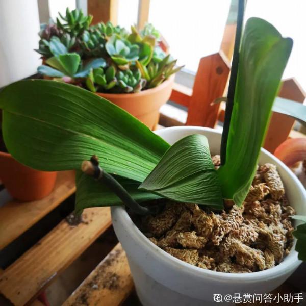 冬天6類花，葉片和花苞別噴水，一噴就爛了