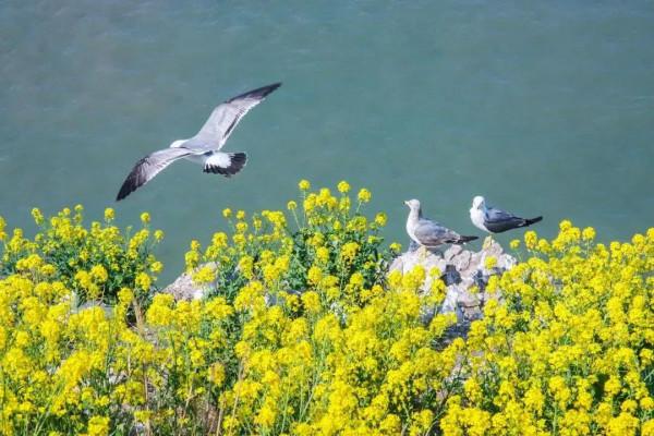 海驢島旅遊避暑聖地