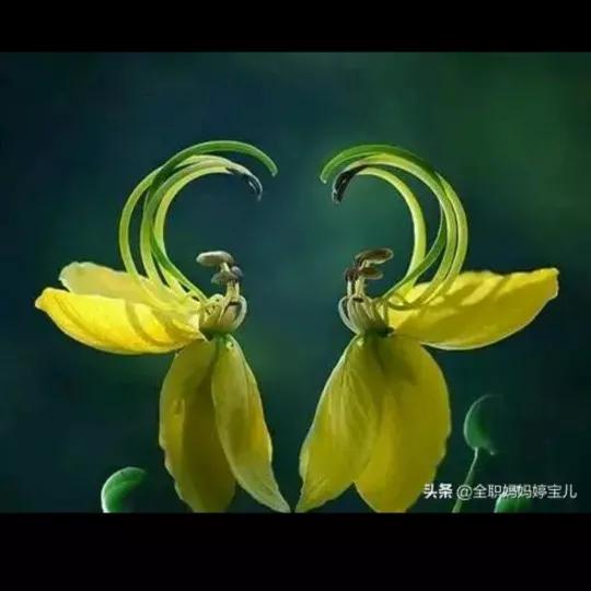 欣賞“夫妻”花：