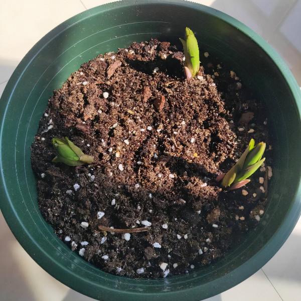 養花就養心，5種“長壽命”花，最適合老人養，健康又長壽