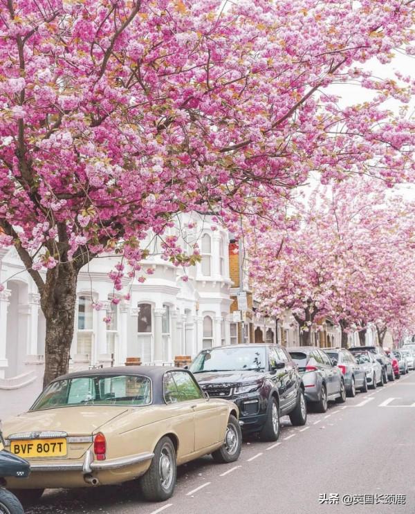 櫻花樹下的英國，你想念嗎？