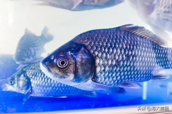 共謀種業振興 海大集團盛大亮相第二屆中國水產種業博覽會 共謀種業振興 海大集團盛大亮相第二屆中國水產種業博覽會