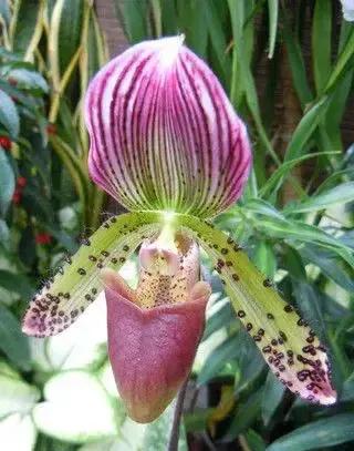 長得像拖鞋的兜蘭,你見過嗎? 長得像拖鞋的兜蘭,你見過嗎?