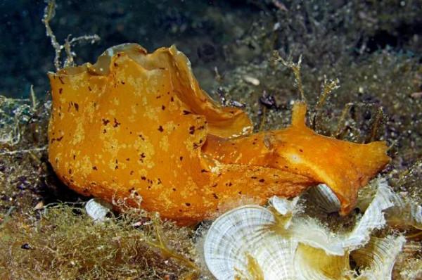 可愛呆萌的海兔，美出天際的海兔——海兔大全