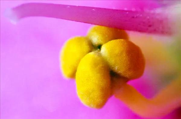 非洲紫羅蘭～永恆的愛