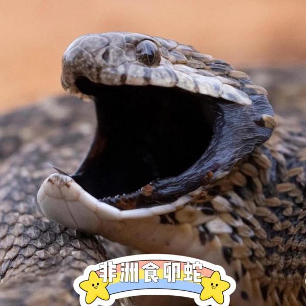 黑夜給了我黑色的嘴巴，我卻用它來薅走鳥蛋