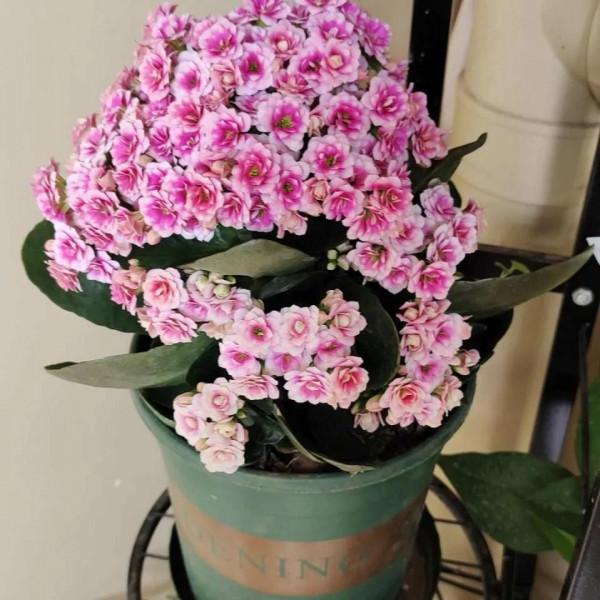 陶粒墊盆太奢侈，用這三種效果更好，關鍵很省錢