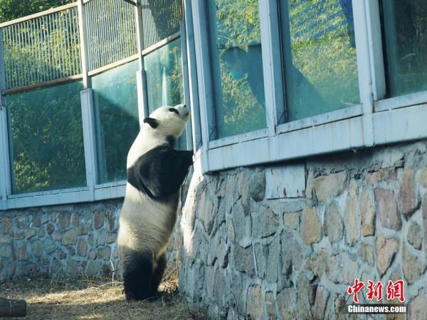 “越獄”大熊貓圍欄加裝防護擋板