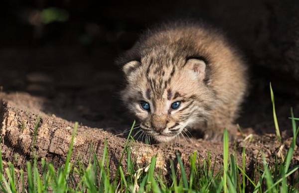 猞猁在森林裡究竟有多恐怖？就算是狼見了，都要叫“大哥”