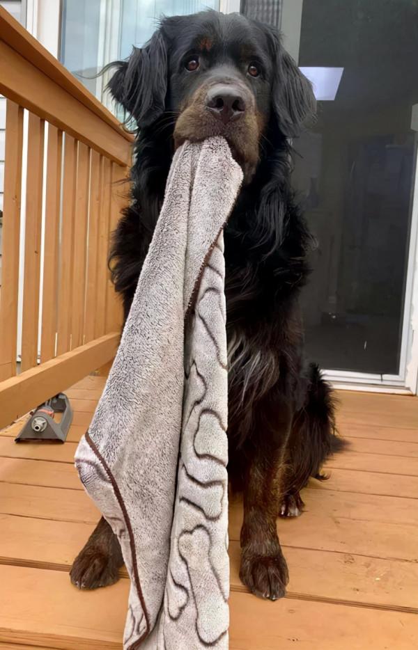 100斤大狗膽子卻很小，平時都不敢出門，但這個東西卻能給它勇氣