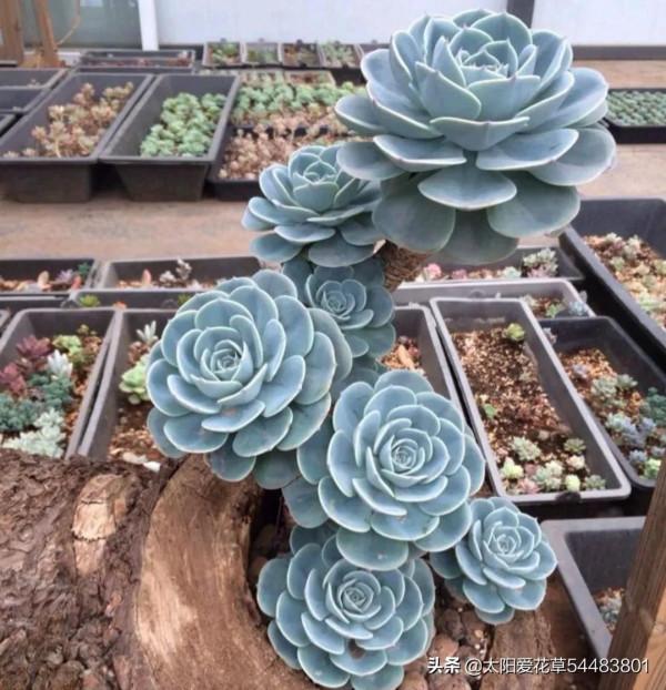 多肉玉蝶是“夏必死”太難養，狠心做好5件事，再也不徒長和爛根