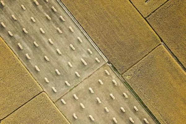中國的糧食基地是怎樣煉成的? 中國的糧食基地是怎樣煉成的?