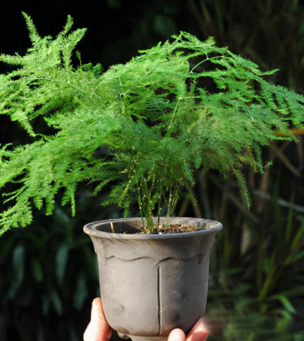 文竹始終養不好？改變“方法”養養看，黃葉不再有，油綠又茂盛