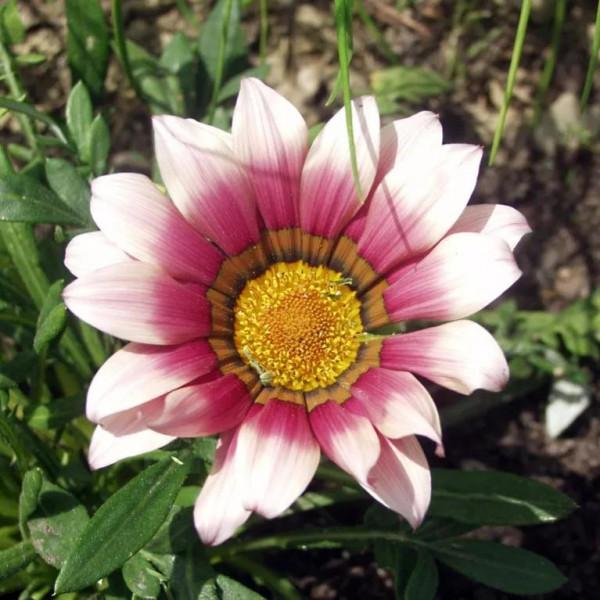 扶郎花一一非洲菊