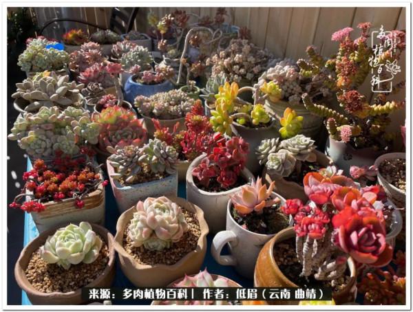 溫暖的多肉微語，陪你度過寒冷的聖誕平安夜！（2021）