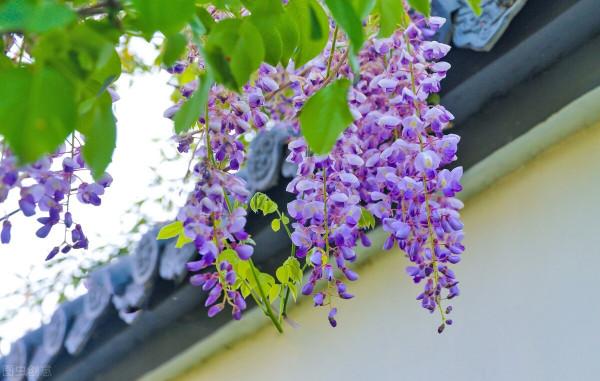 6種花草植物上牆就揭瓦，你家要有，栽種時記得遠離牆壁